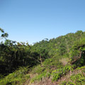 farm