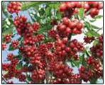 Plantation Coffee Costa Rica