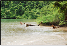 ISLAND SAN LUCAS BEACH