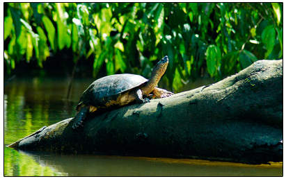 TORTUGUERO COSTA RICA